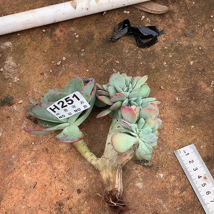 天鹅绒缀化  非偏远38包邮 节后发