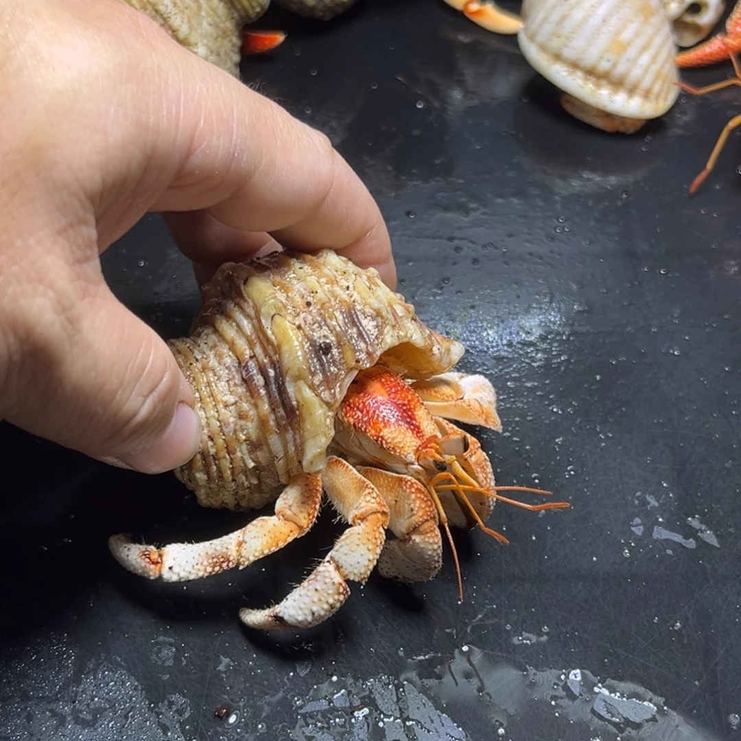 闪23号毛球2.8口径