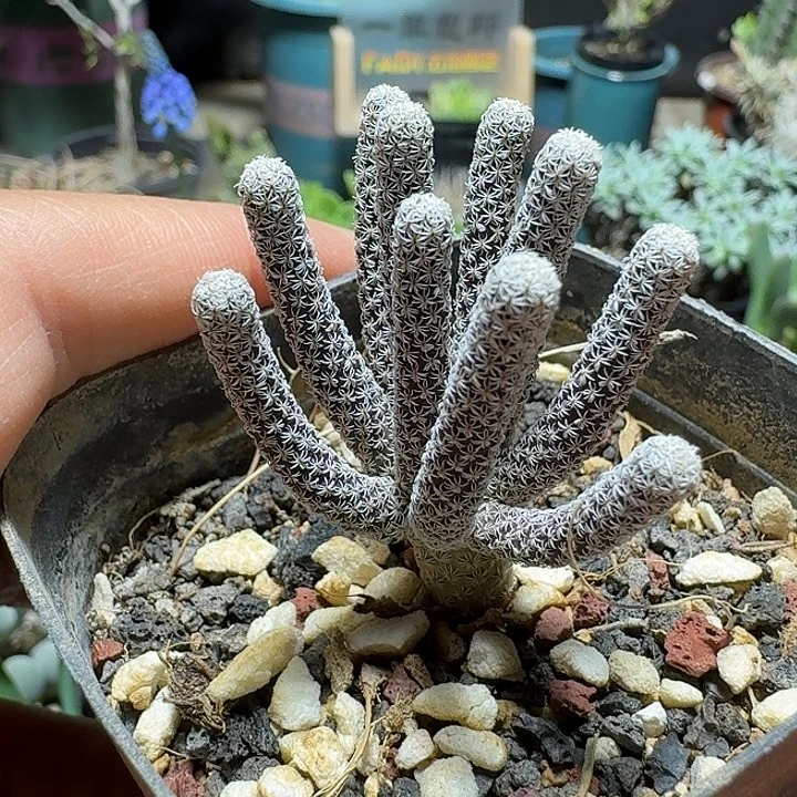 110mini牧师脱土发货