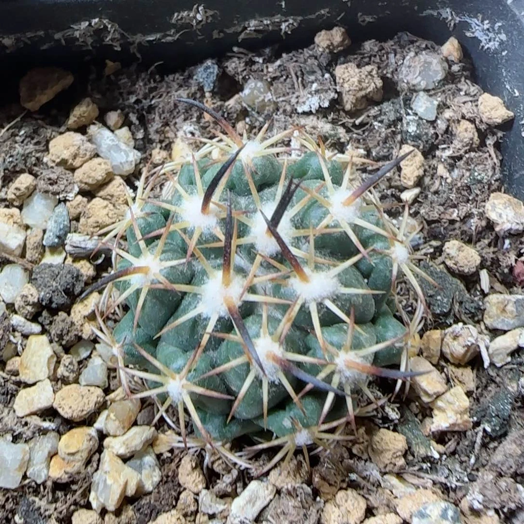 6***哥36实生割刺钢定多肉