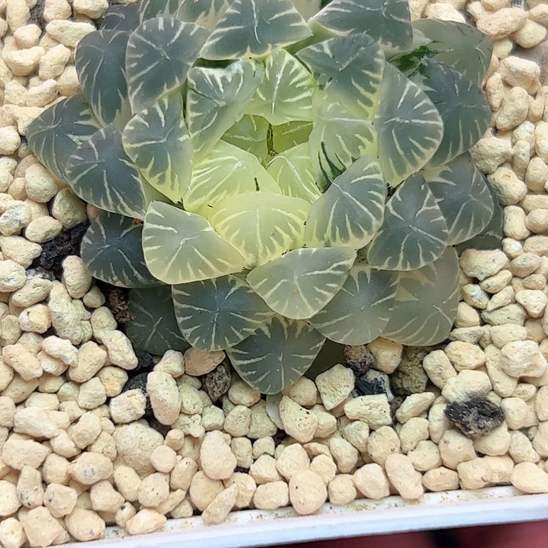 糊斑玉露锦十二卷多肉