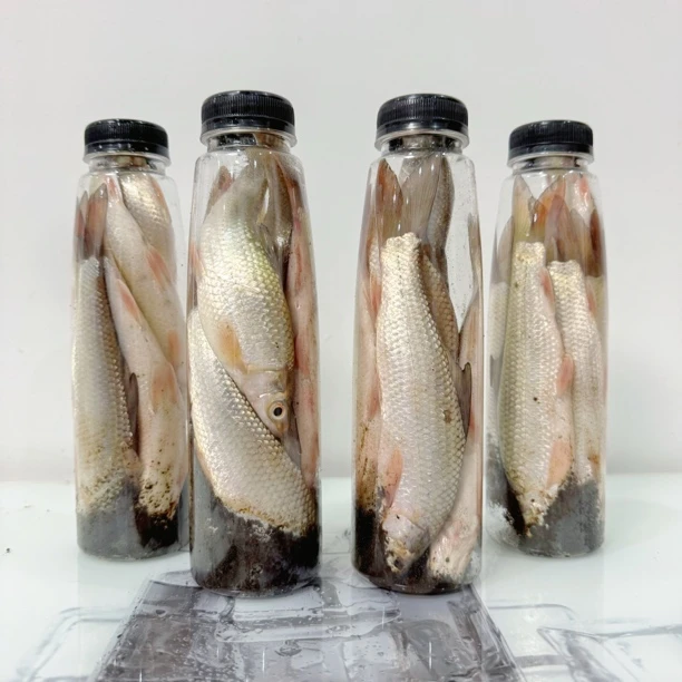 【李大炮专属】臭鱼钓鲶鱼专用发酵饵臭饵大口鲶饵料大口鲶专用饵料