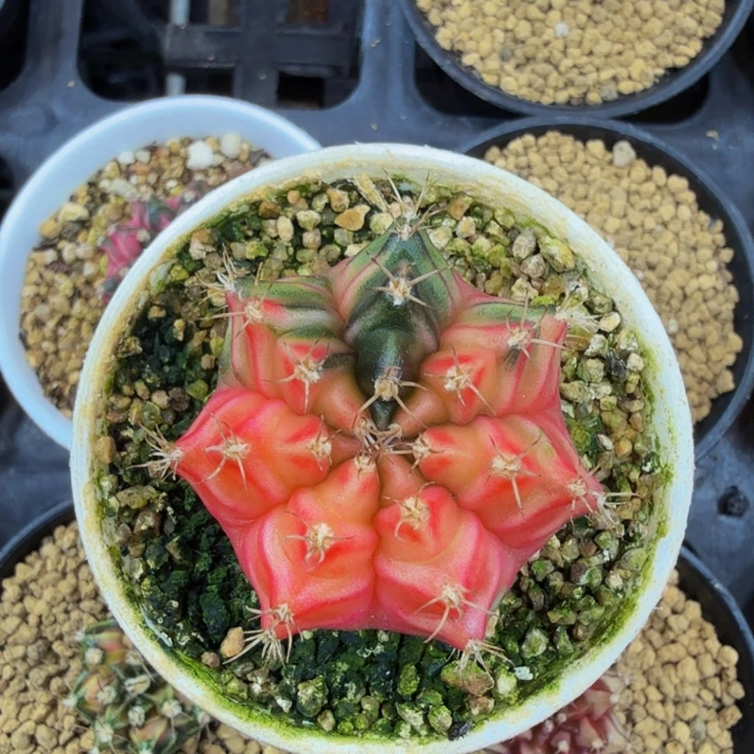 当前无花朵，栽培后可花朵