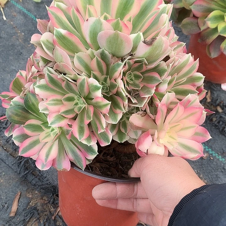 710粉女巫多肉植物