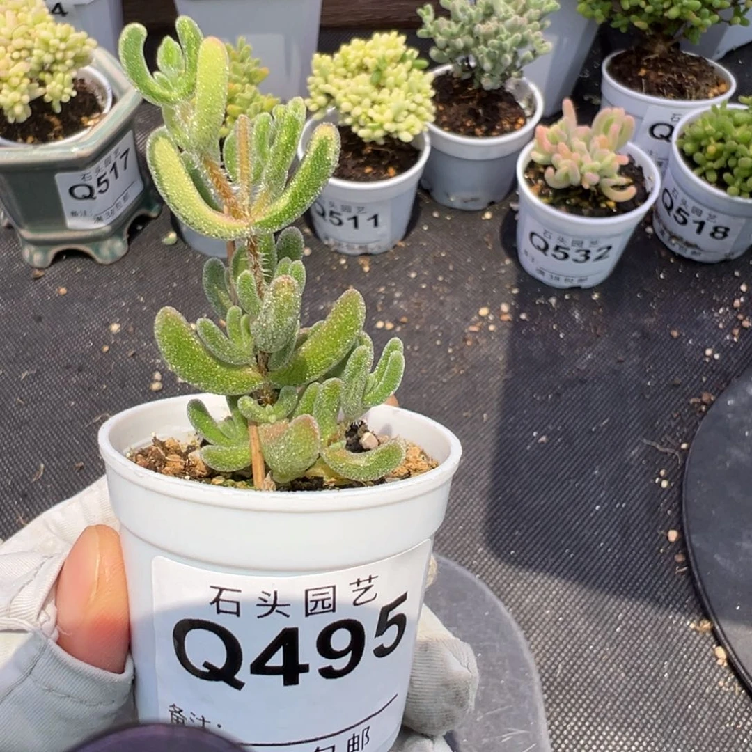多肉植物枝干钻石黄锦拉丝阴阳1颗