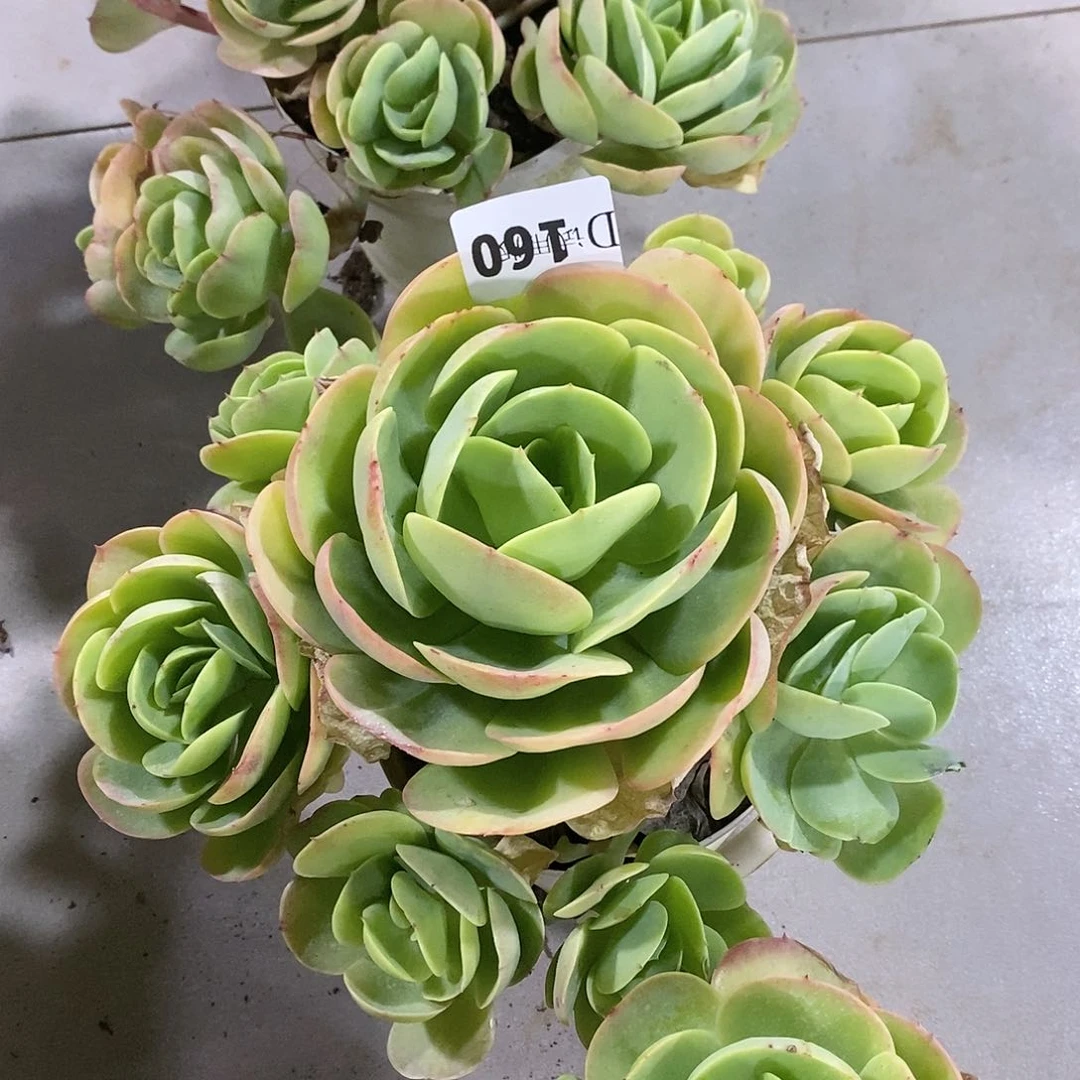 小*哒160碧桃多肉植物