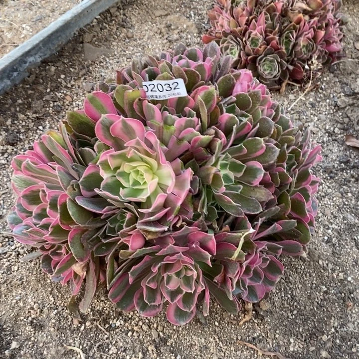 02032男神多肉植物