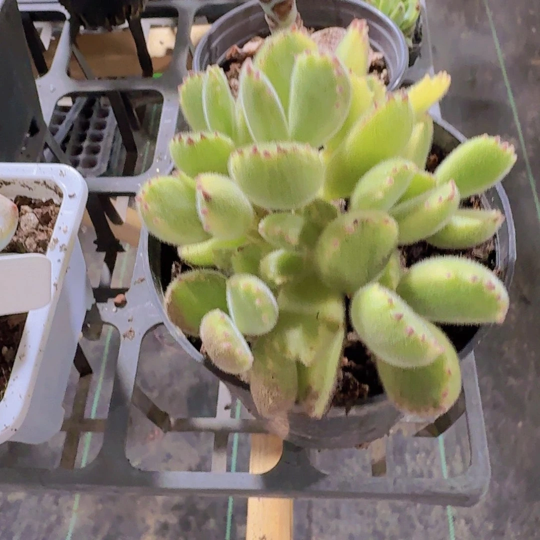 精品白熊多肉植物