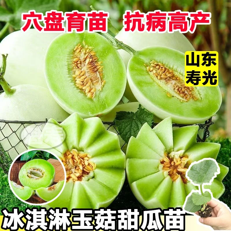 【山东寿光速发】玉菇甜瓜苗香瓜种籽秧苗嫁接苗种子早熟蔬菜种子