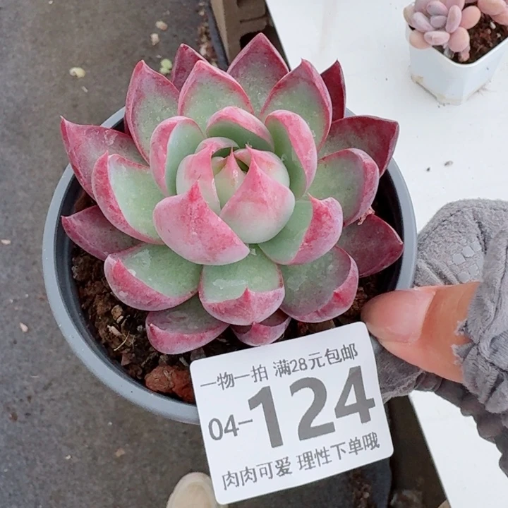 惊鸿无盆土发货多肉，