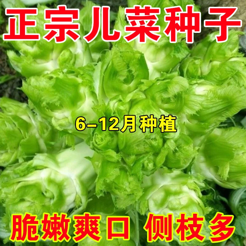 四川正宗儿菜种子芥菜籽菜夏秋季播泡菜白菜蔬菜特大儿菜四季孑