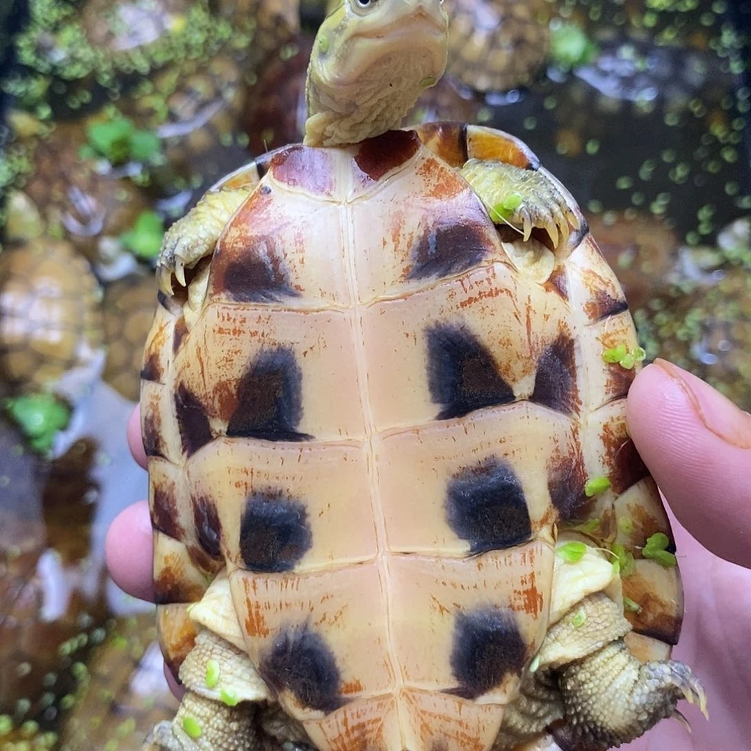 不分公母绿毛龟?****?