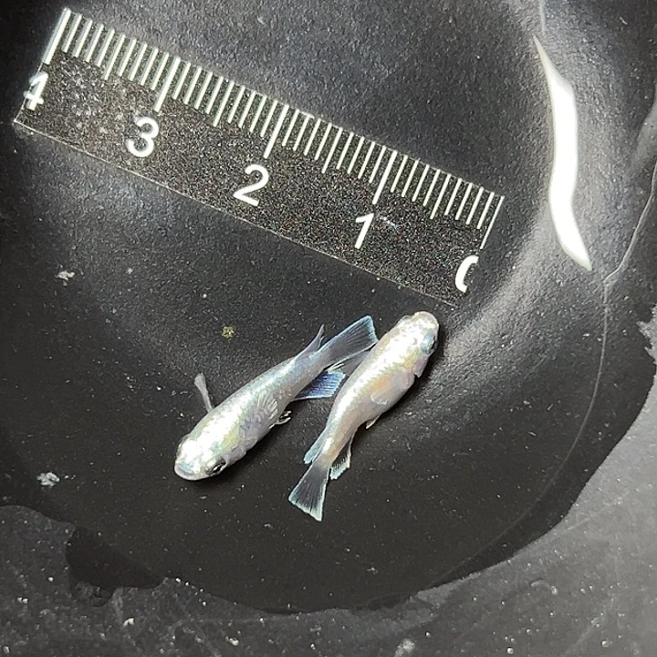 青鳉鱼她天使一组22
