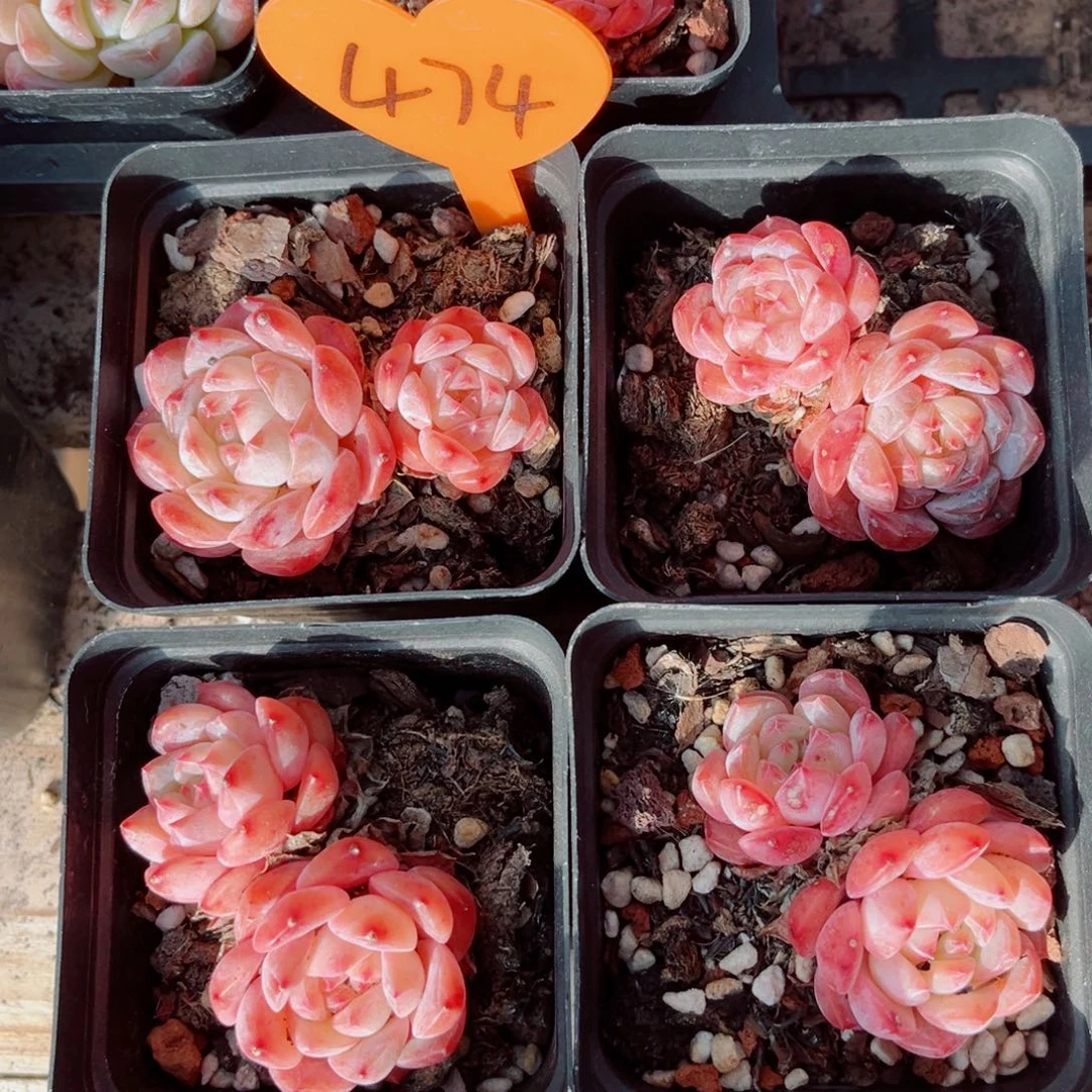 474号小老桩糖钻双头4颗组合