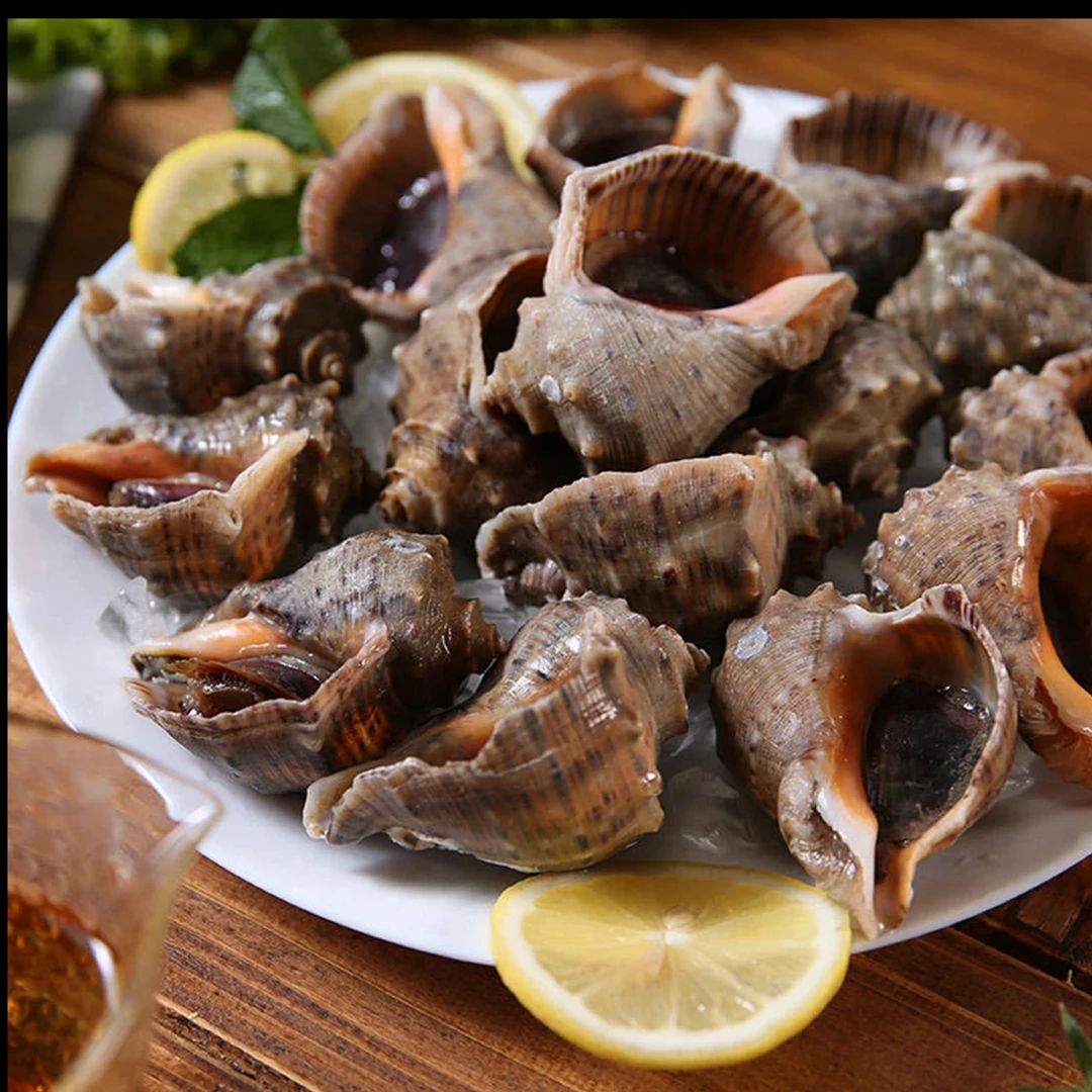 红螺小皱岩螺皱红螺 鲜活配送