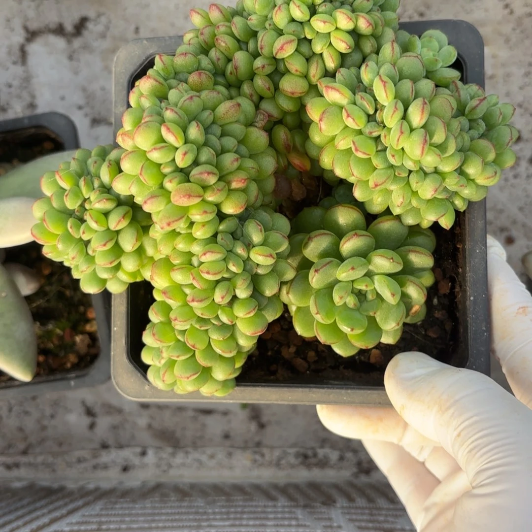 9月7号多肉植物可爱缀