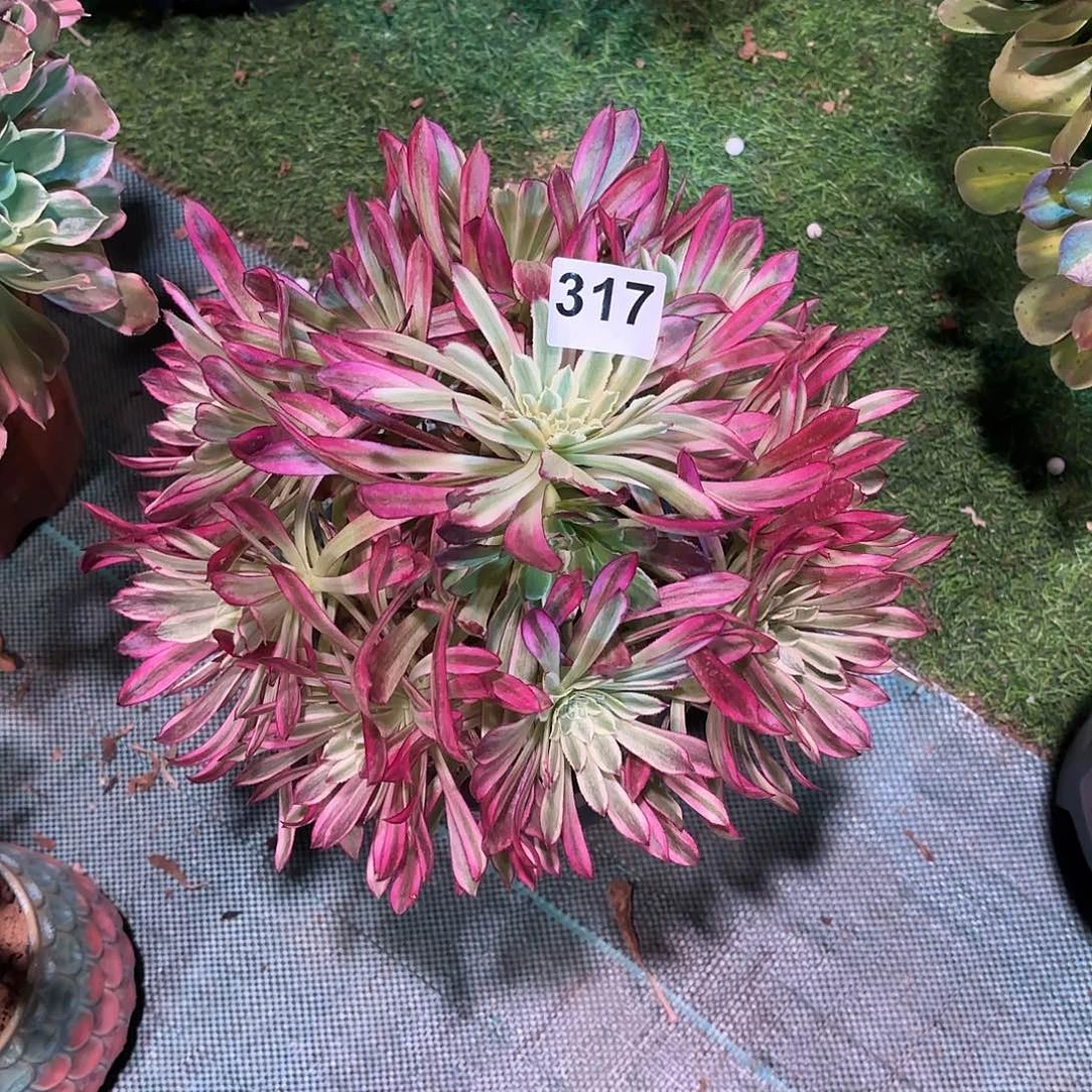 燕*多肉法师317仙魔