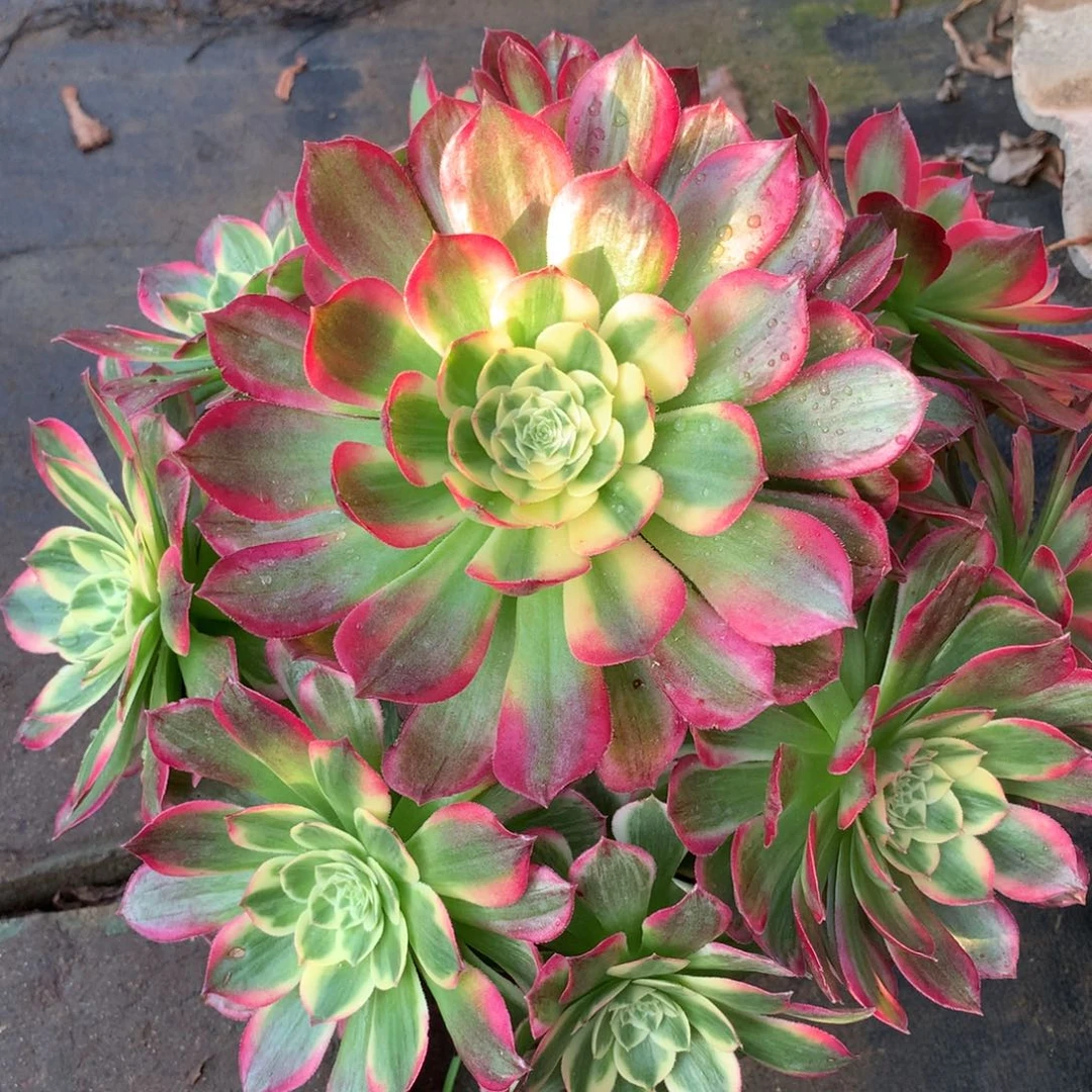 海王捧花，多肉植物