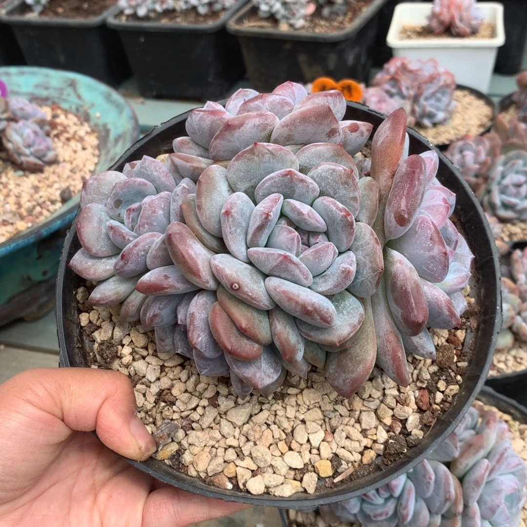 无花朵花花花花花花花花9