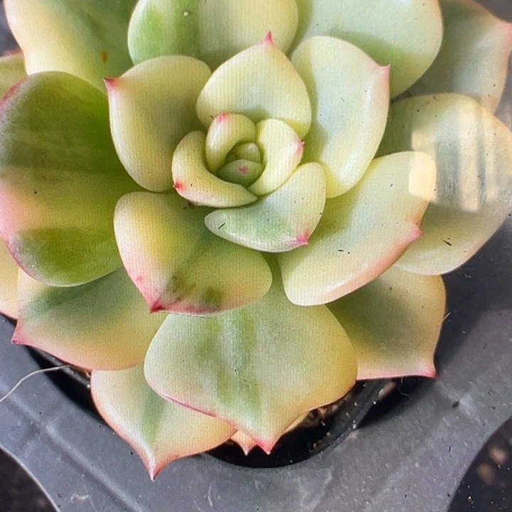 三文鱼锦多肉植物量