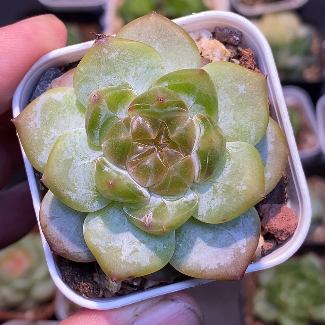 糖心30包邮非偏远