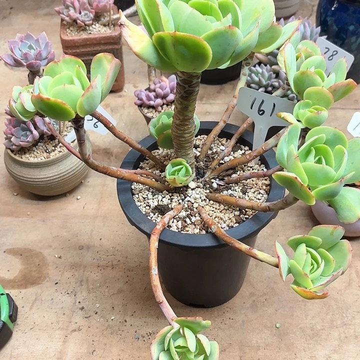多肉植物，鸡蛋碧桃161号