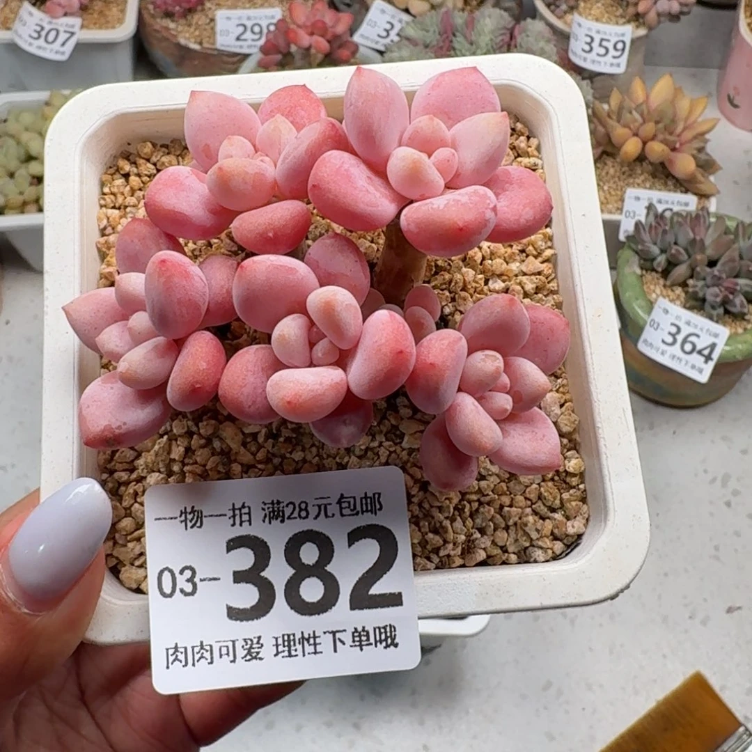 樱花洛神无盆土发货