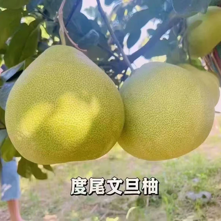 福建度尾文旦柚红心白心新鲜应季孕妇水果酸甜多汁