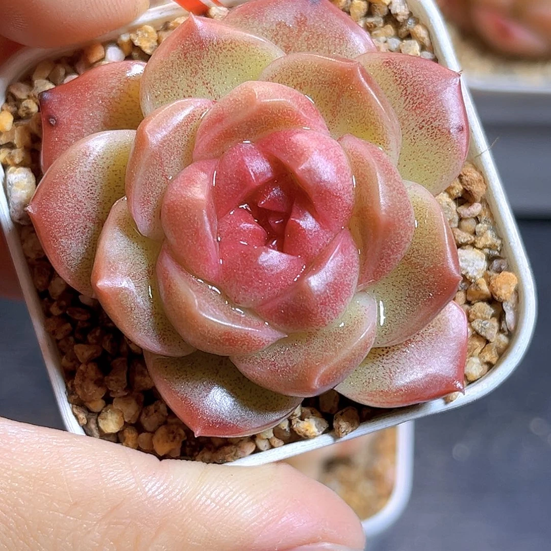 K186 新品珍妮 满18包邮