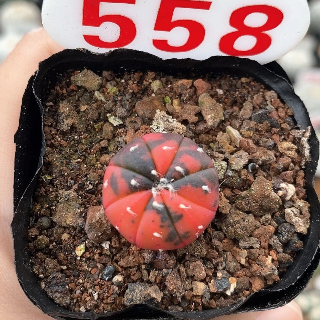 558兜锦系列福利来啦