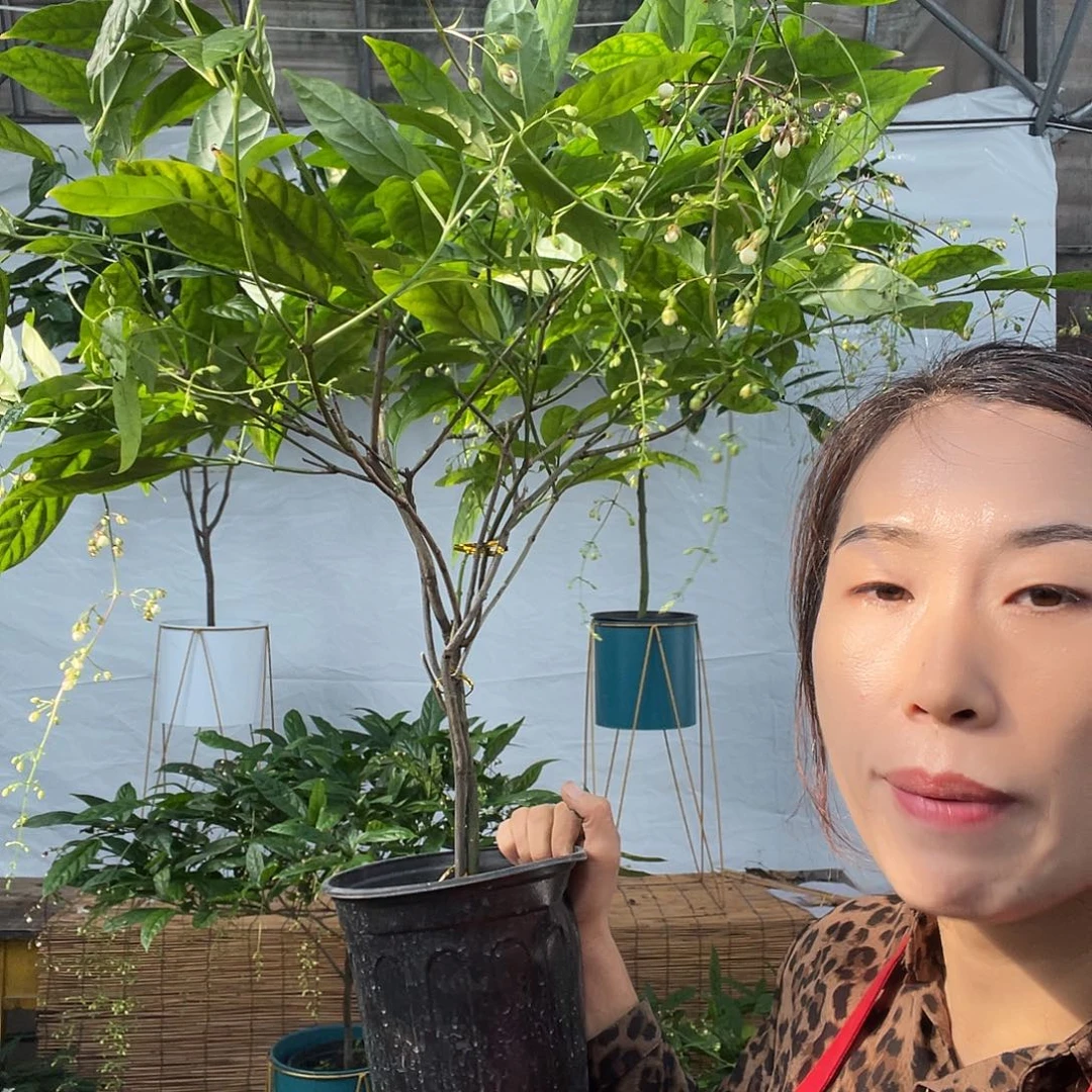 无花朵垂坠茉莉中颗一盆