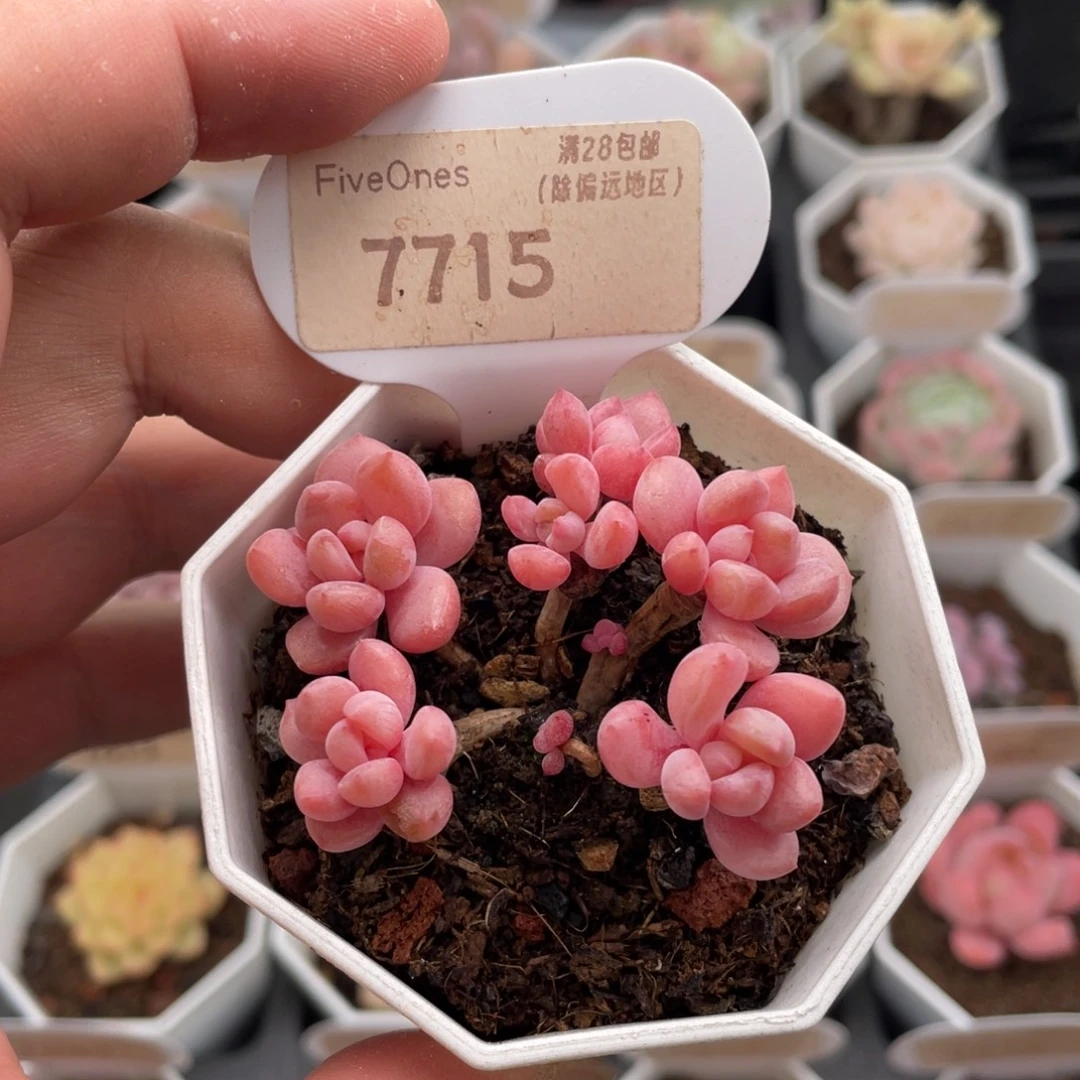 粉桃花7715-5.5厘米