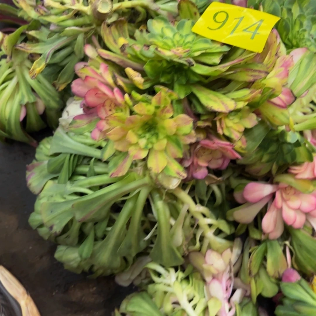 哈哈多肉葡萄福利来914