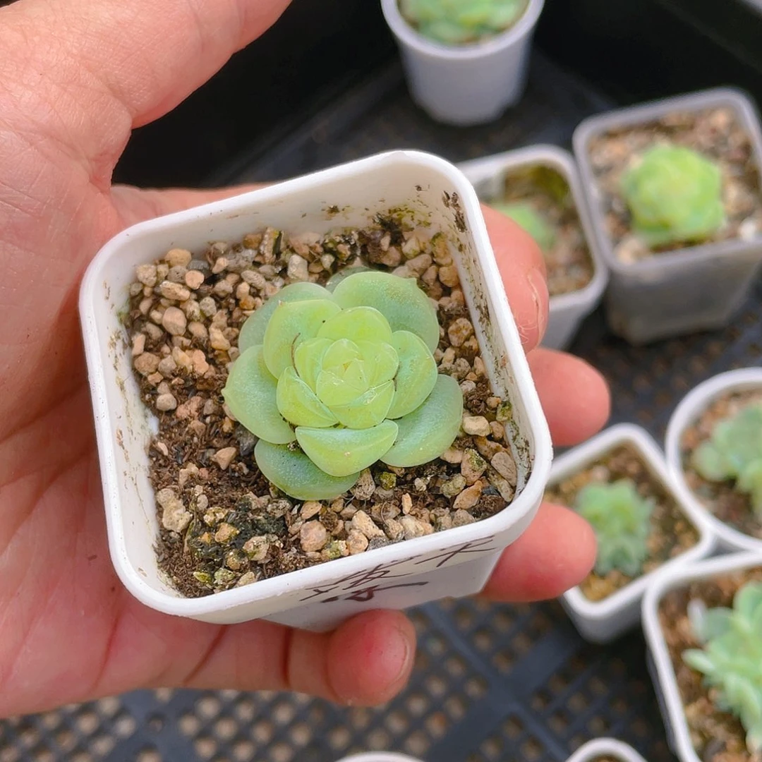 想*泼天 中苗盆一个满25包邮