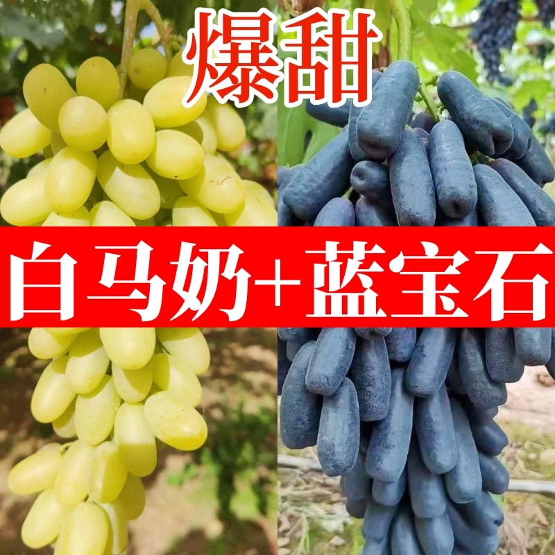 【拼装】白马奶+蓝宝石葡萄河北张家口怀来牛奶提子新鲜采摘