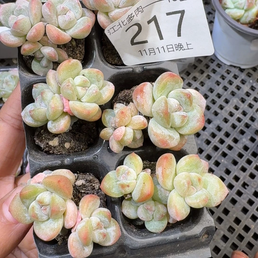 217 号到手1框江北多肉