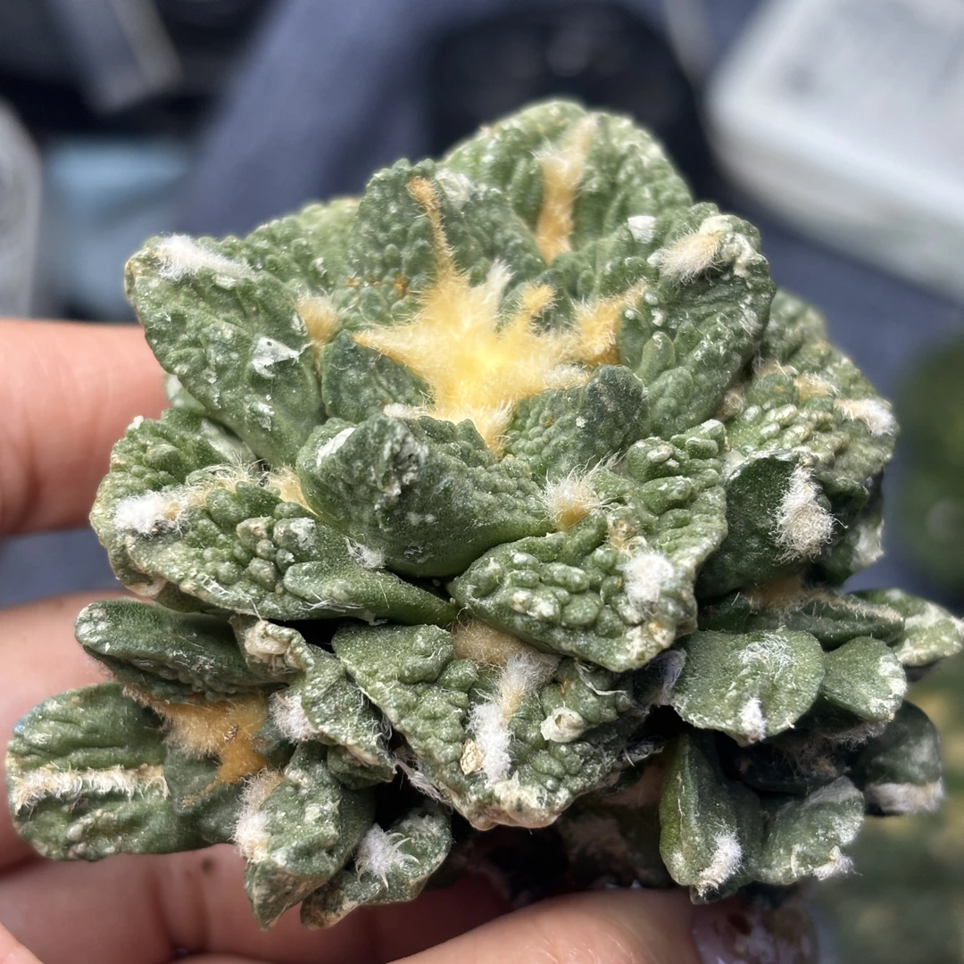 仙人球 有根 一物一拍 851