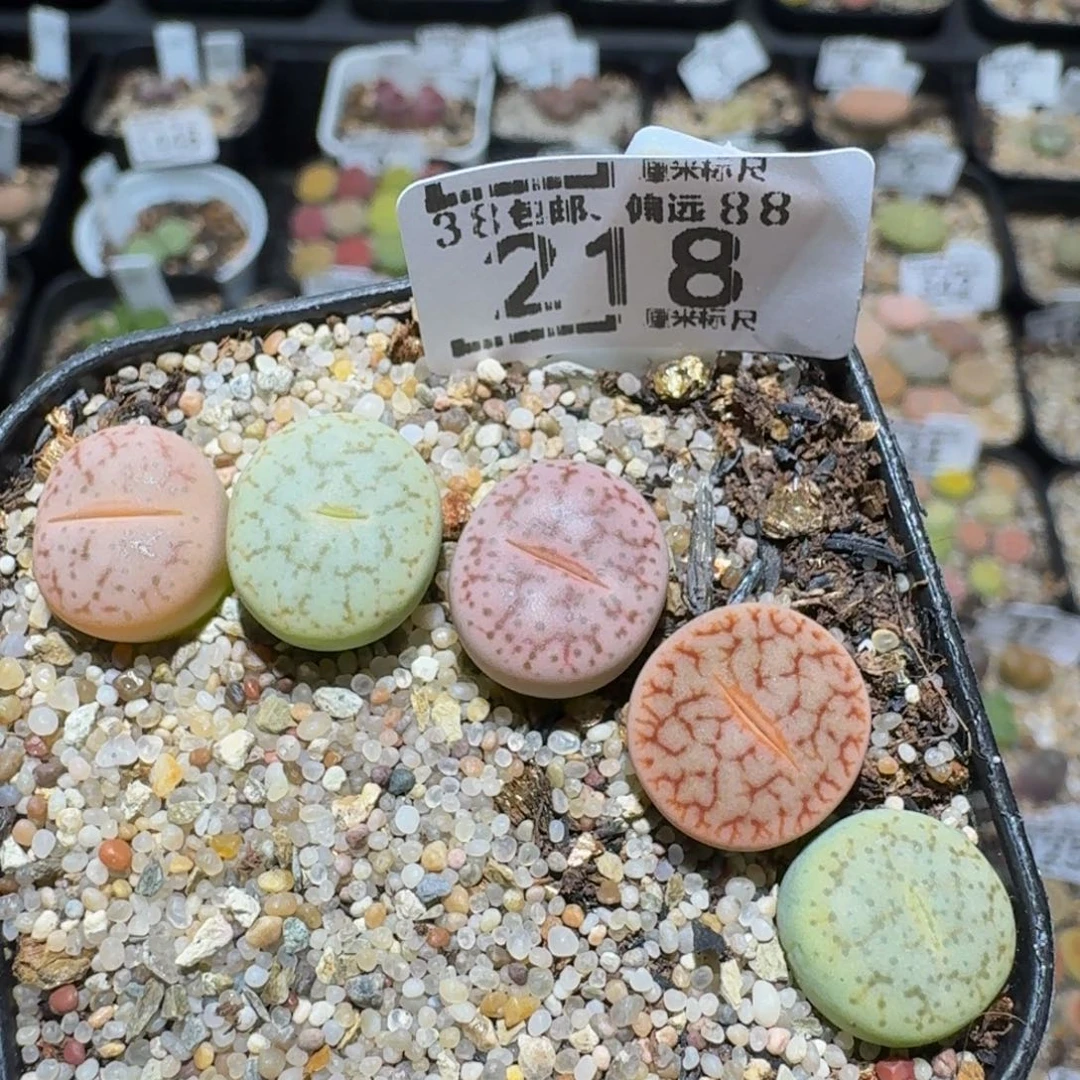 zzzz生石花肉锥218