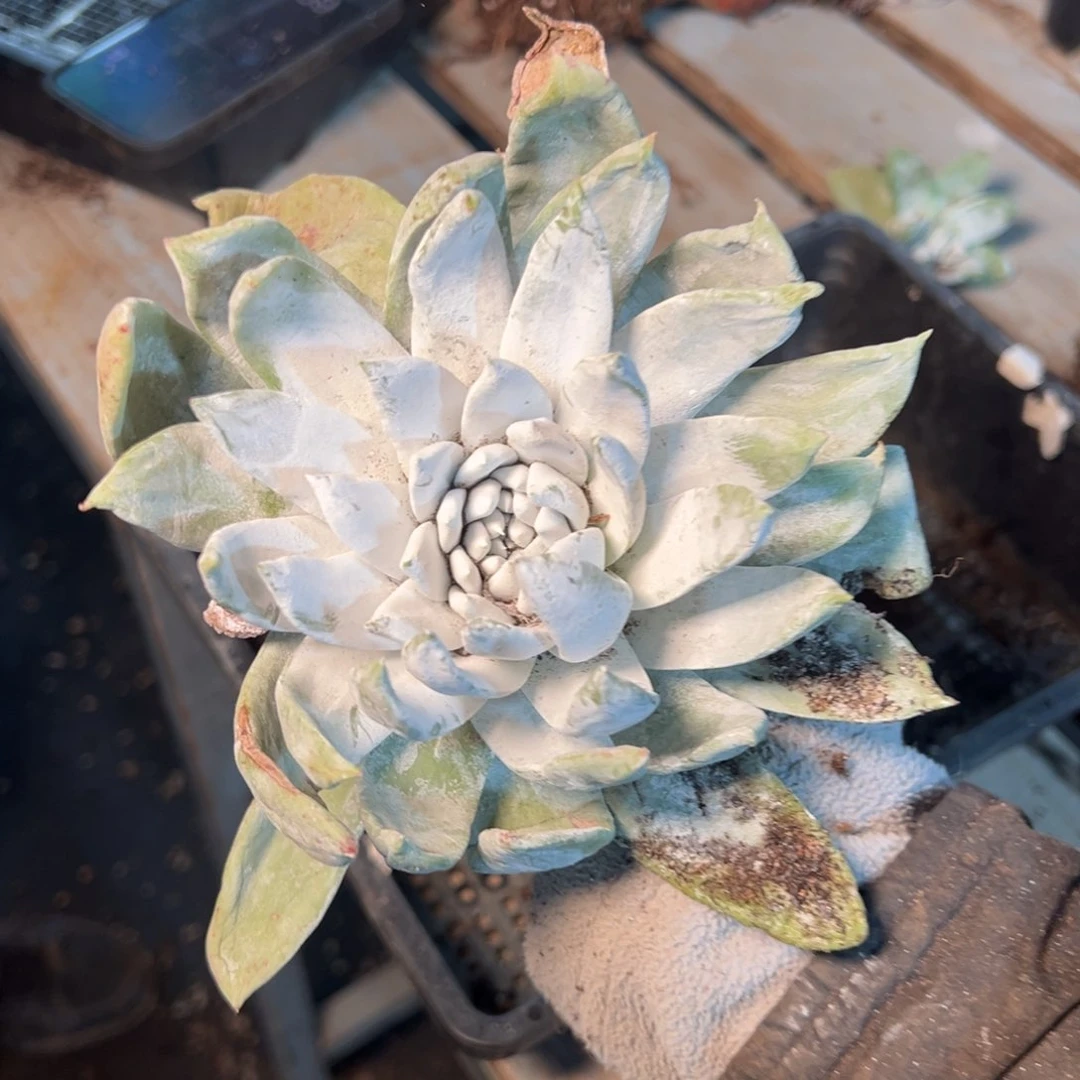 357哈哈哈哈哈哈哈哈