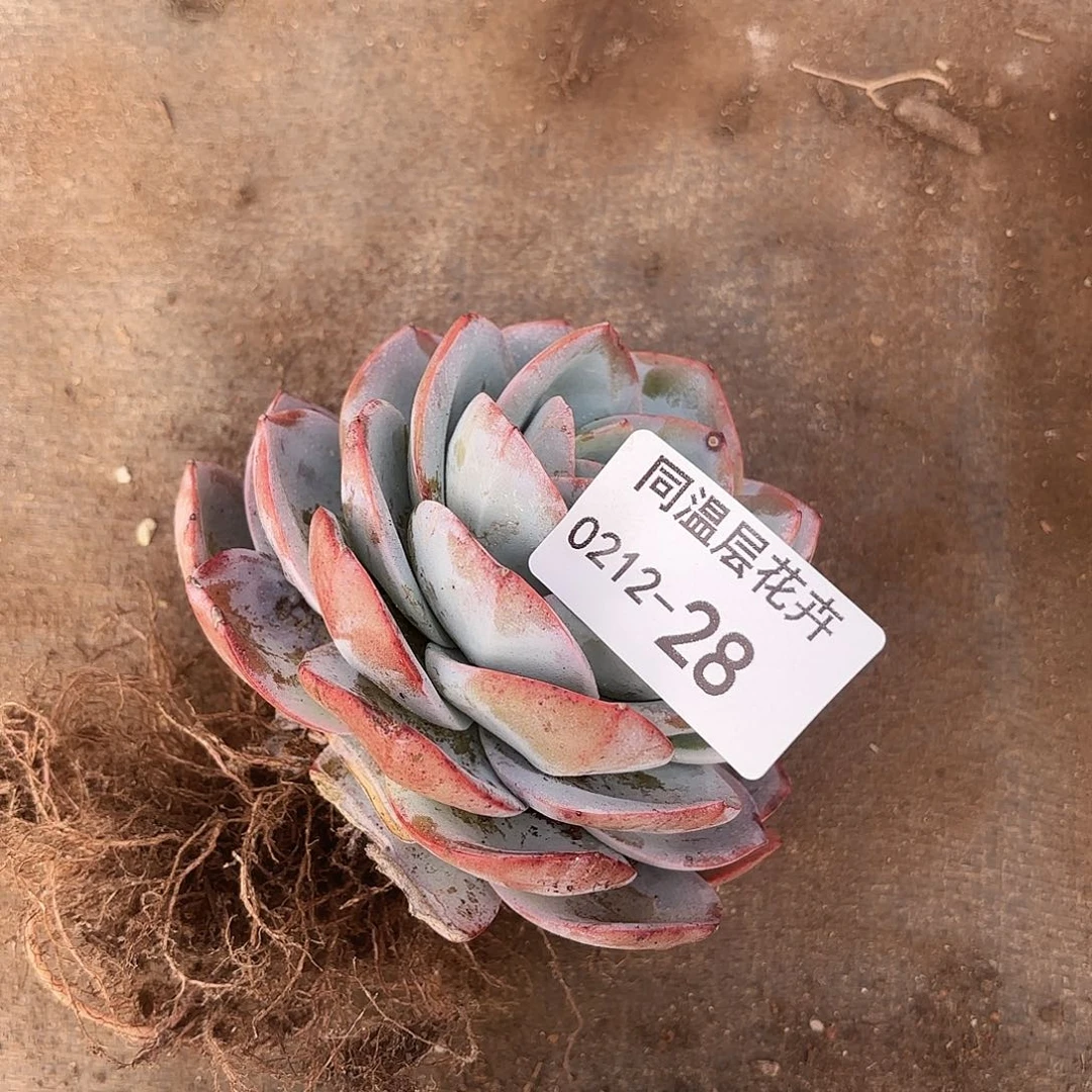 同温层多肉28布鲁蓝