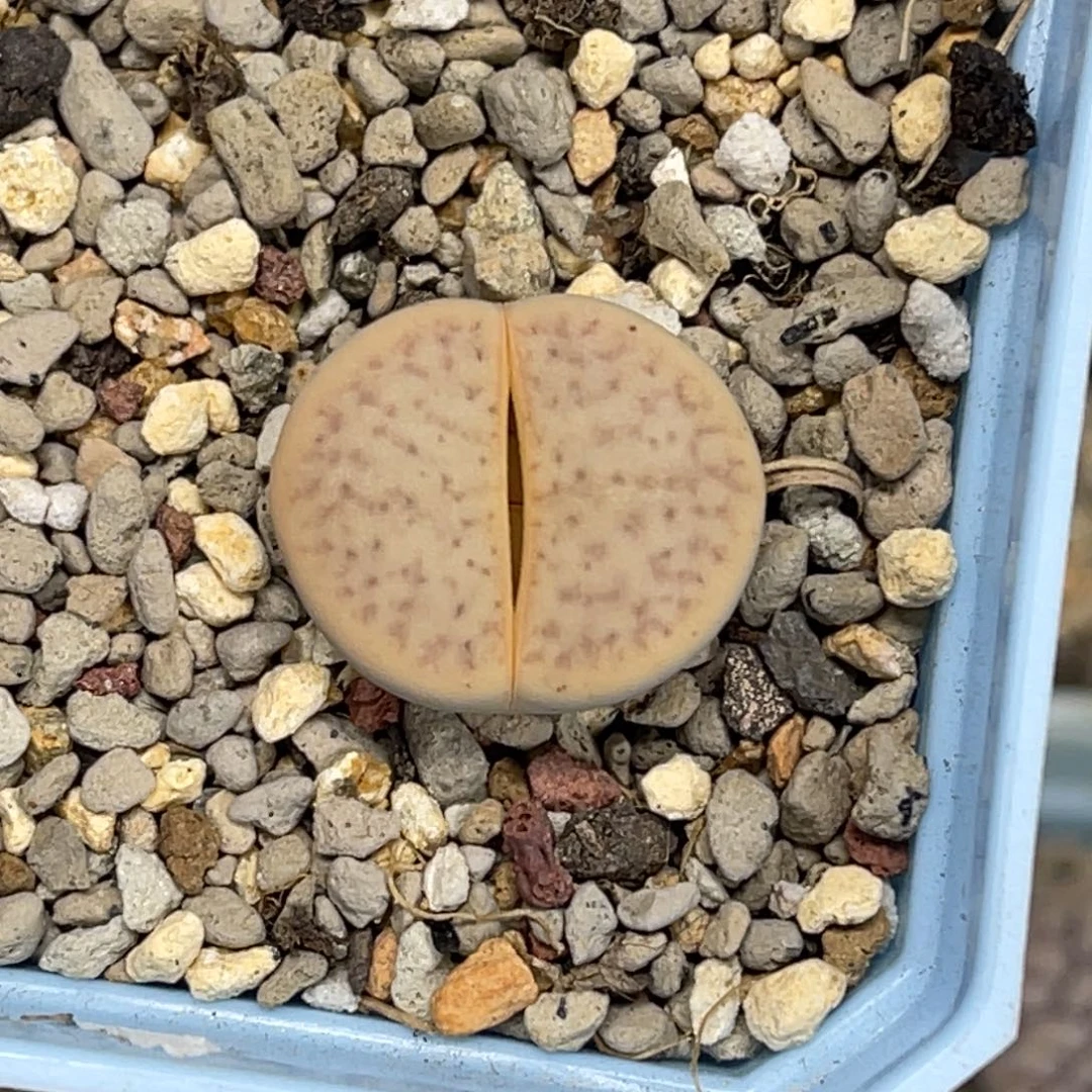 5317猪皮碧赐玉尺寸2.0