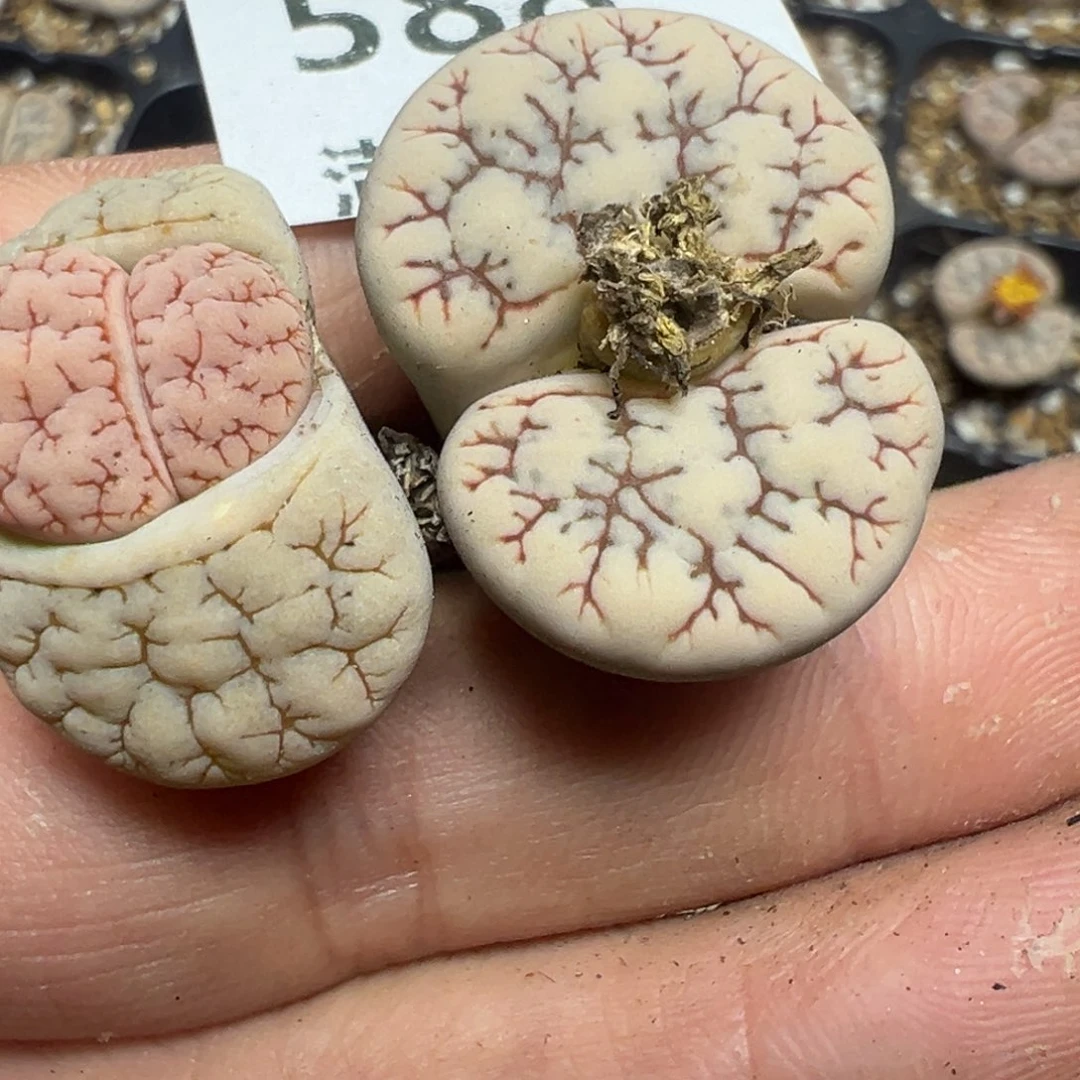 【闪购商品】 588。