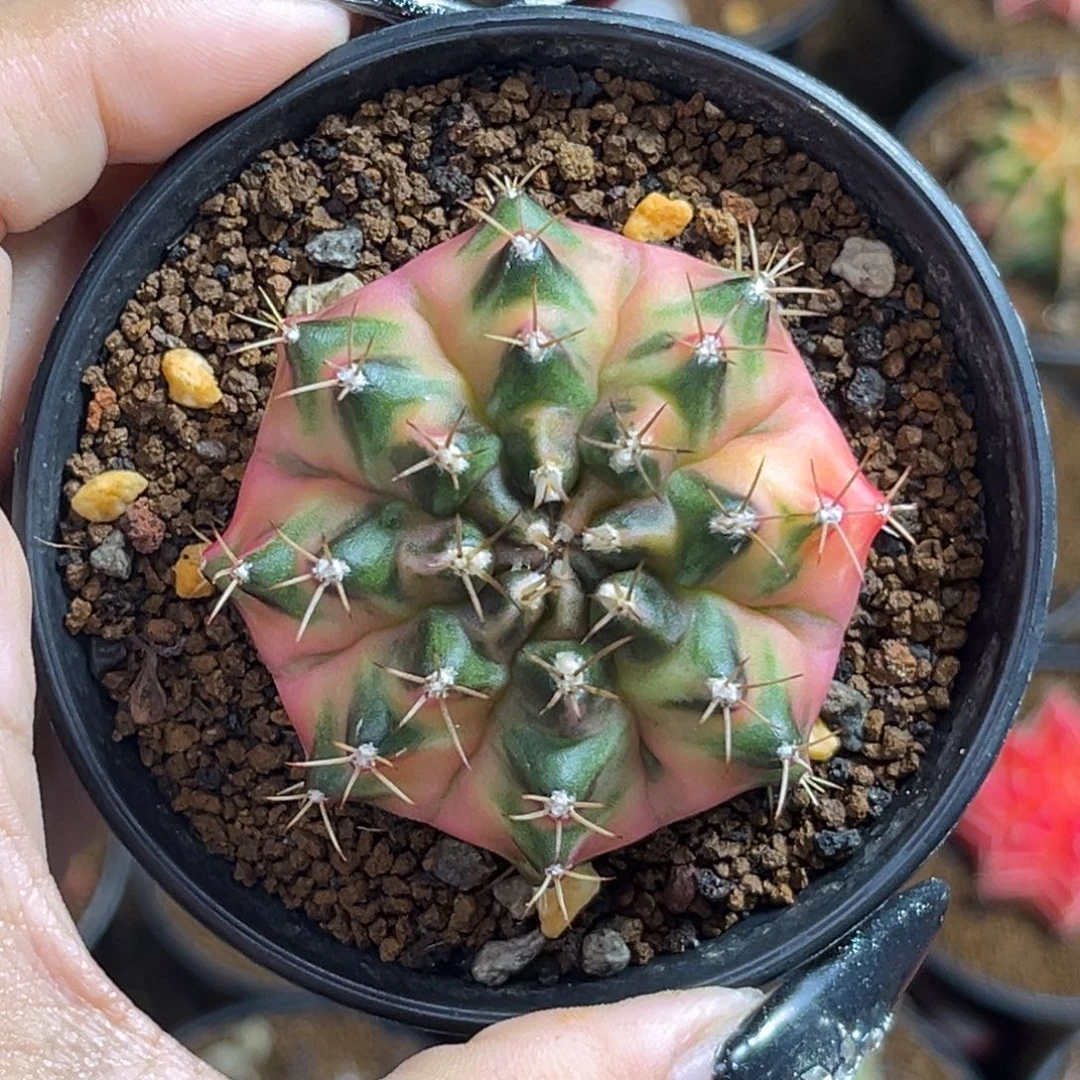 枫叶侧牙  出腹肌了美美嘟