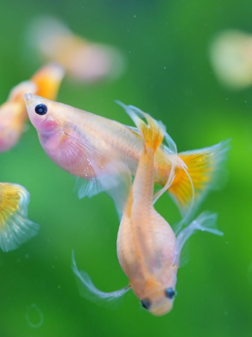 黄金玻璃猫短体球C孔雀鱼越南原线高端热带观赏鱼孔雀鱼