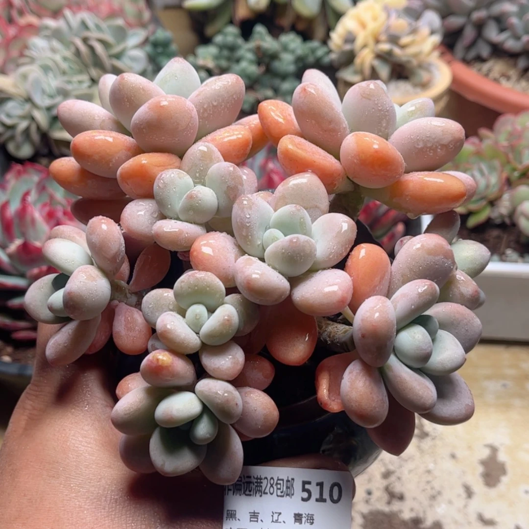 【闪购商品】510香水洛神