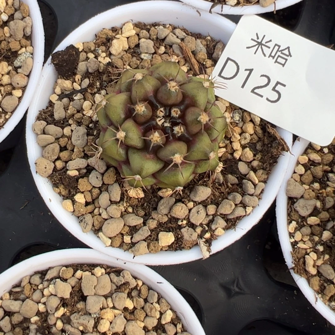 125 好看的米哈冲冲冲