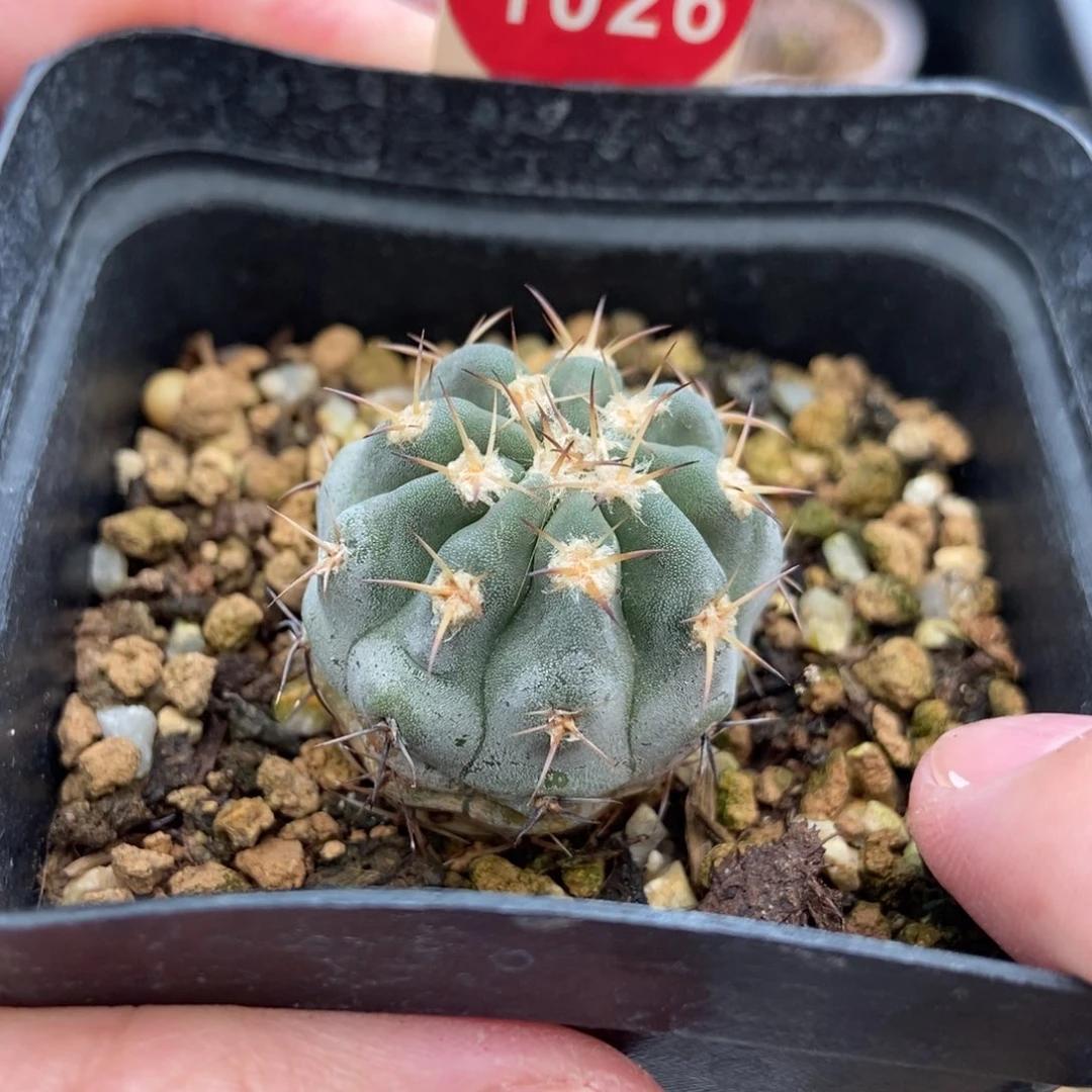 实生上腊阿寒玉2.7cm