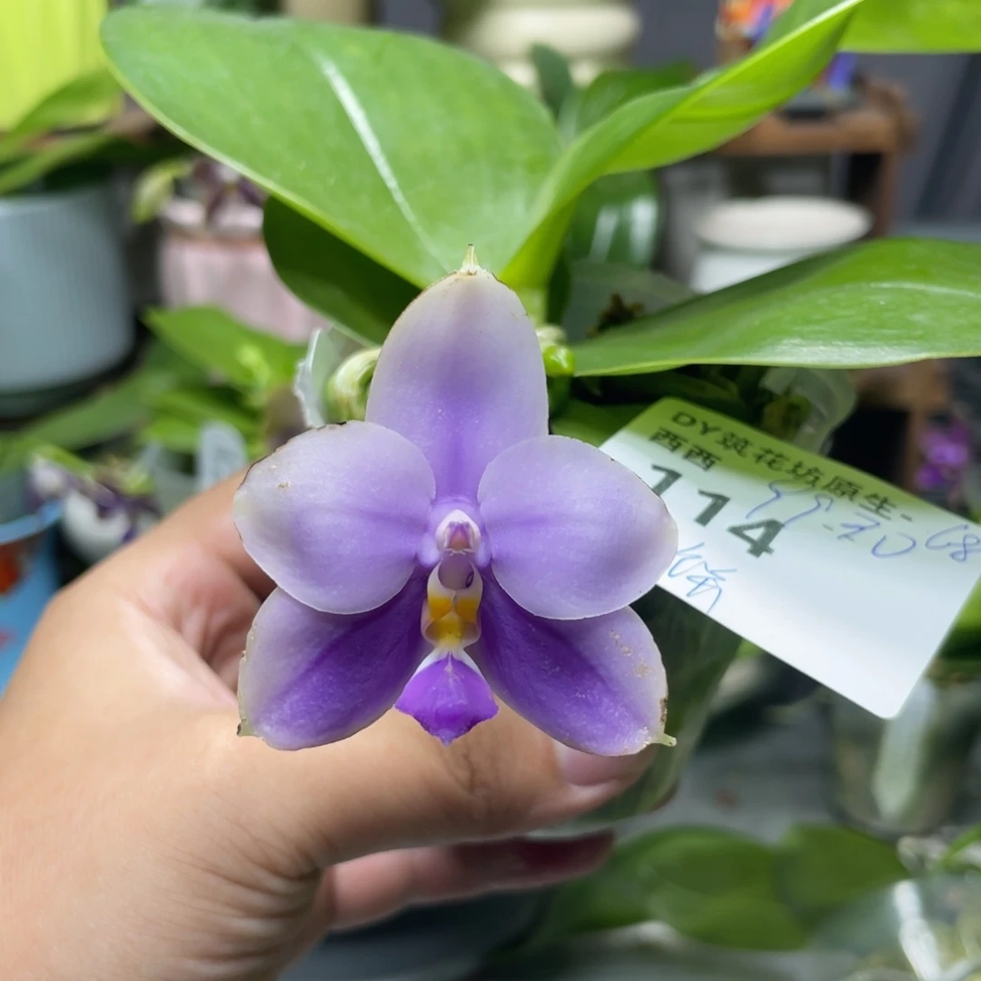 完全开放9930，大饼专拍