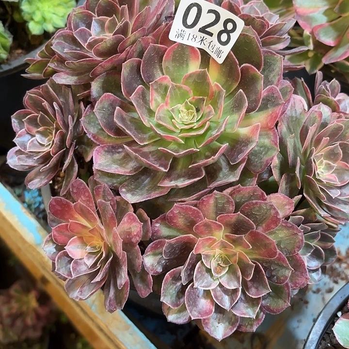 028黑魔锦掌心多肉法师锦