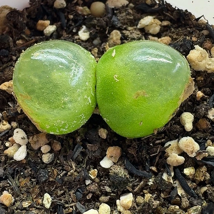 老马生石花双头灯泡2517